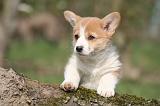 CORGI PEMBROKE 1186